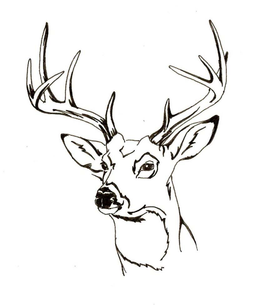 Whitetail Deer Coloring Pages Whitetail Deer Head Coloring Pages