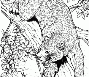 Desenho de Cheetah-africana para colorir e imprimir