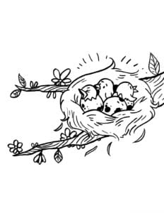 Desenho de Filhotes de passarinho no ninho para colorir
