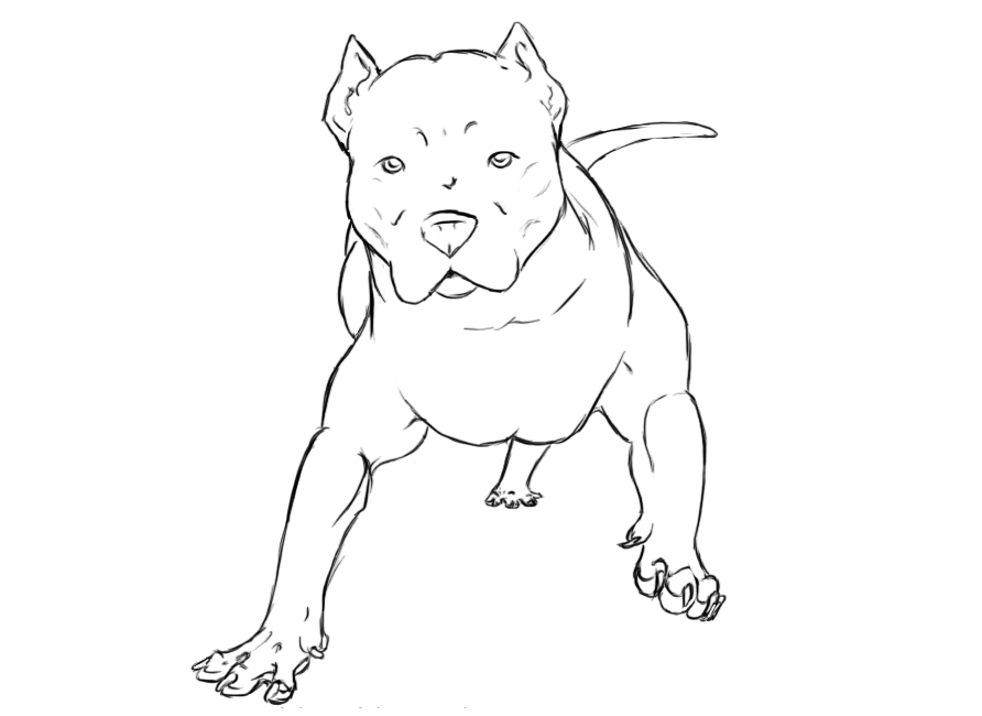 Download Desenho de Pitbull cachorro para colorir e imprimir