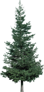 Árvore Natal PNG