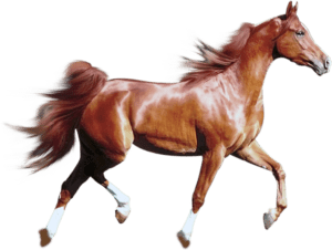 Cavalo PNG