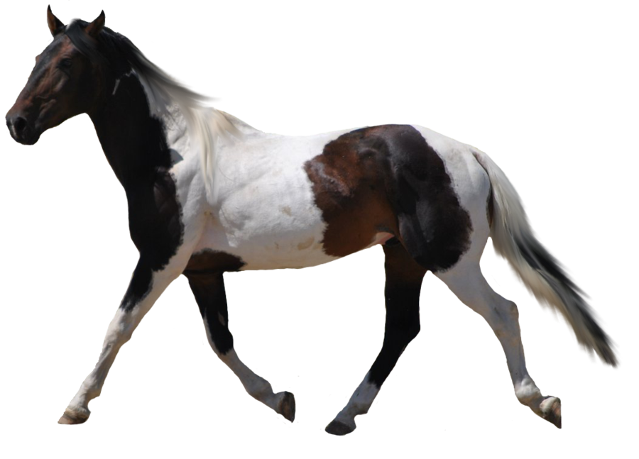 Imagens Desenho De Cavalo PNG e Vetor, com Fundo Transparente Para Download  Grátis