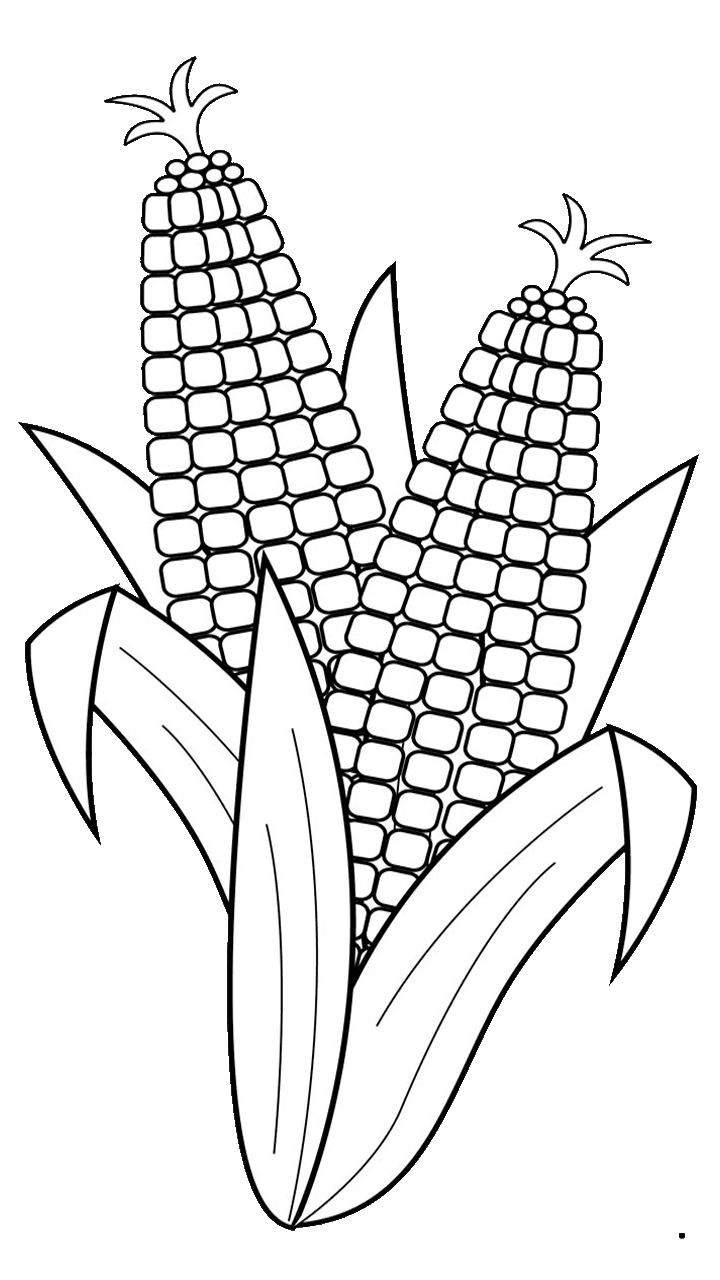 Desenho de Milho na Espiga - Milho PNG - Imagem Preto e Branco Milho