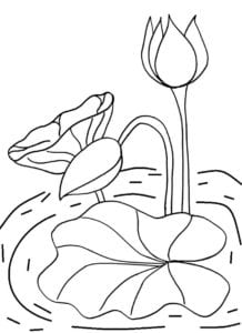 Desenho de Ninfeia para colorir