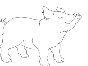 Desenho para colorir de Porco lindo