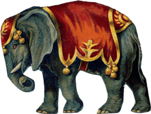 Elefante Real Circo PNG