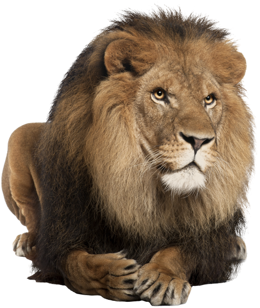 Foto Lion Leão PNG - 25 Imagens Leão PNG para baixar grátis