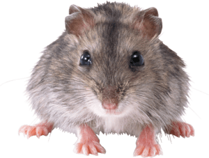 Rato PNG