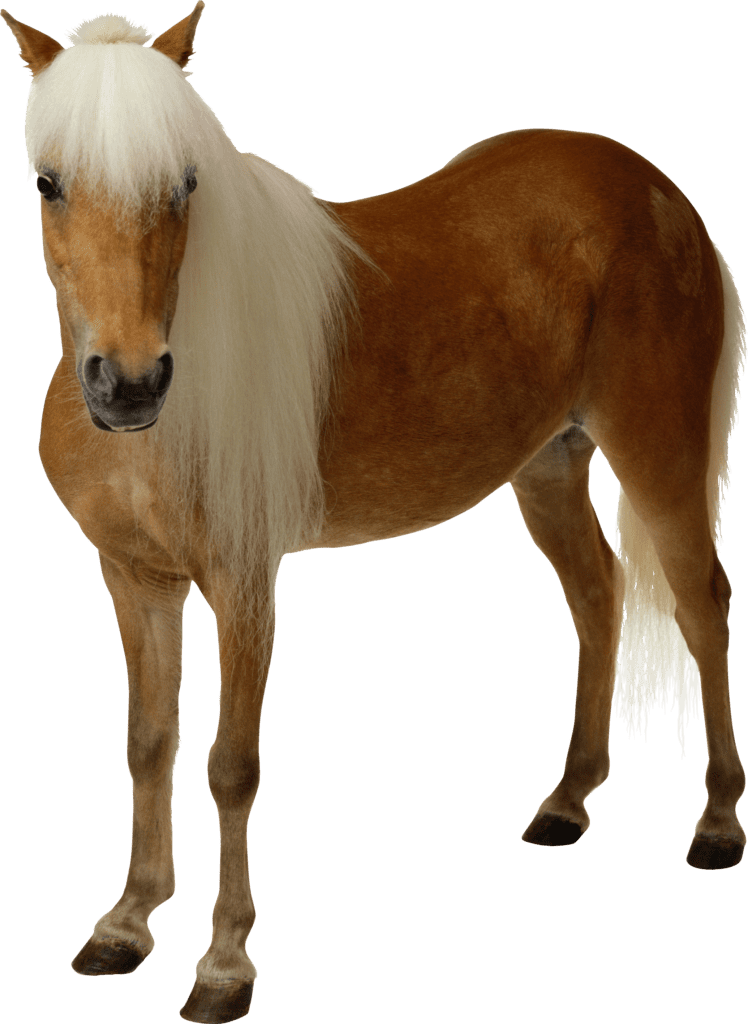 Foto de Cavalo PNG COM FUNDO TRANSPARENTE