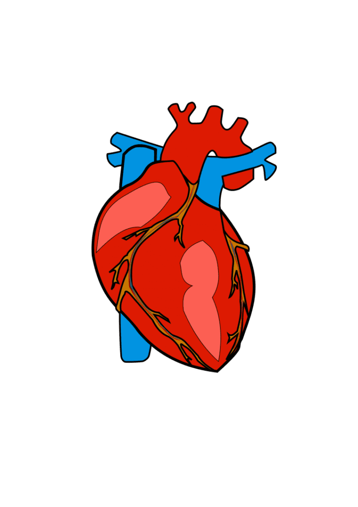 Human Heart Png Órgão Coração Em Png De Alta Resolução