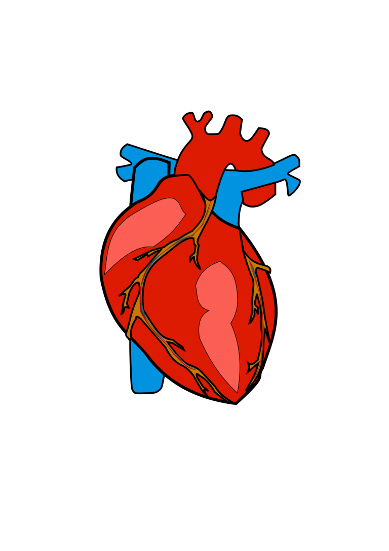 Human Heart PNG - Órgão Coração em PNG de alta resolução