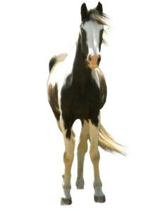 Cavalo PNG