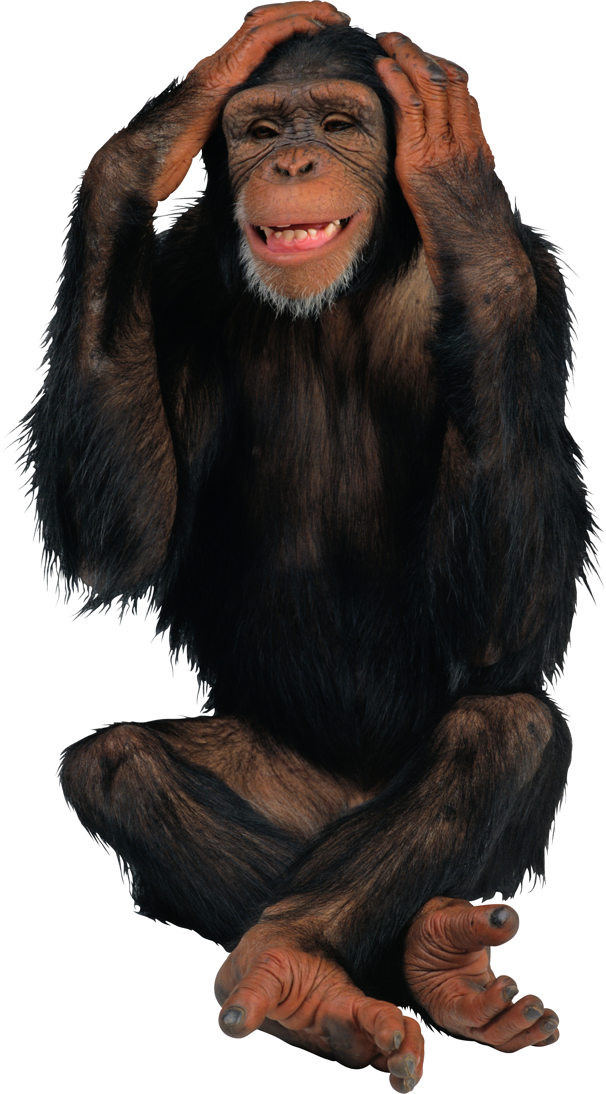 Macaco Pequeno Bonito Da Expressão Do Macaco PNG Imagens Gratuitas