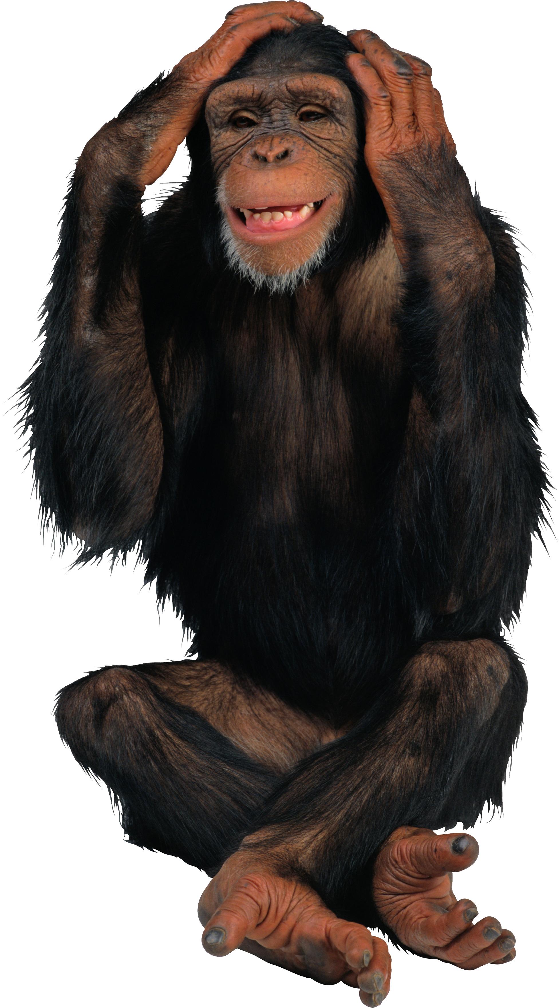 Macaco Imagens PNG, 12000+ Recursos gráficos para download gratuito