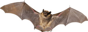 morcego png