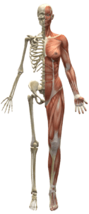 Osso Esqueleto PNG