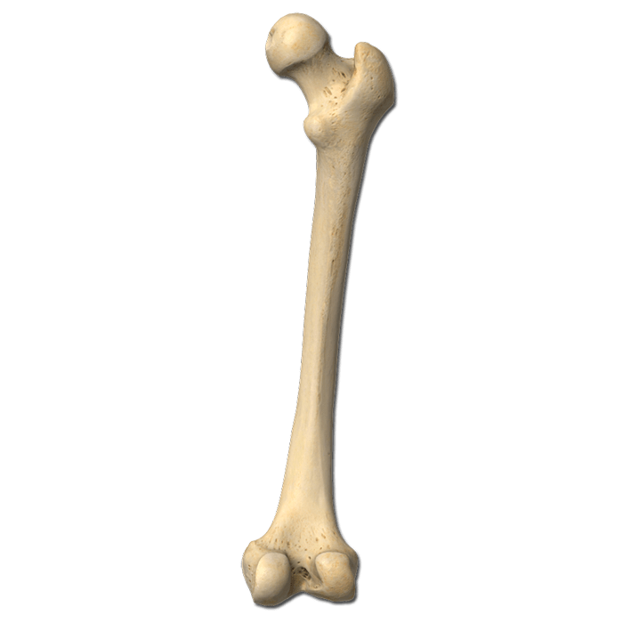 Osso PNG - As melhores imagens de osso vetorizadas
