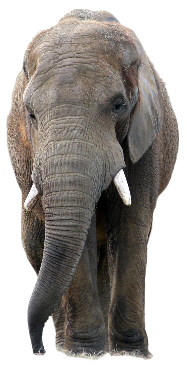 África Elefante PNG - Diversar imagens Elefante PNG TRANSPARENTE