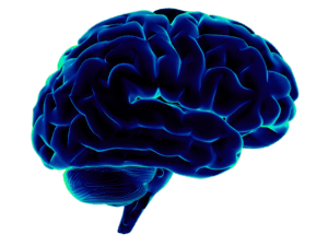 Cérebro PNG