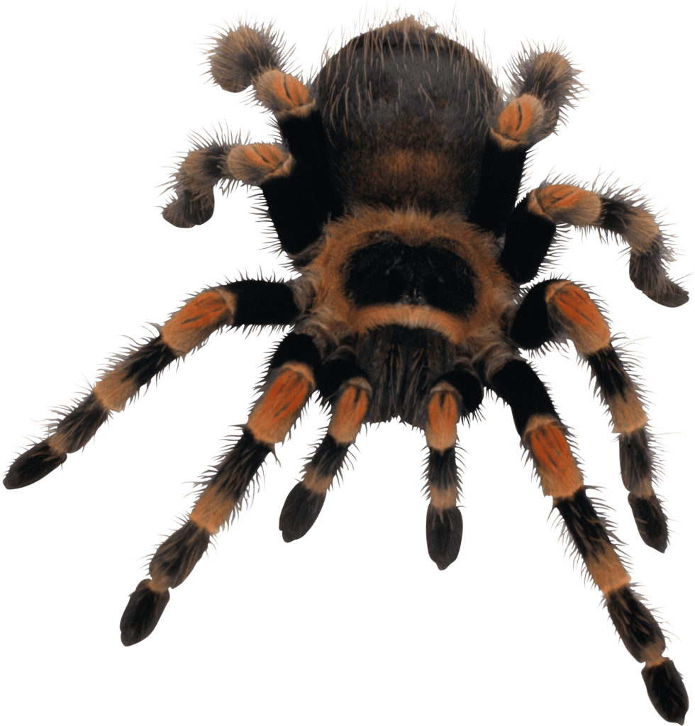 Figura de Aranha PNG - As melhores imagens de aranha em png