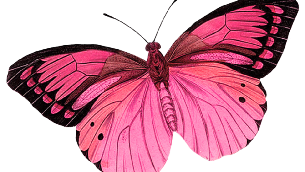 Mariposa rosa PNG para descargar gratis en alta resolución