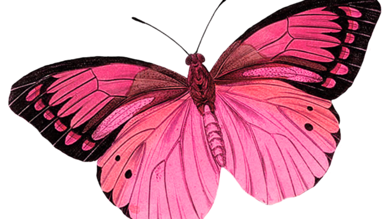 Foto Borboleta Rosa PNG para baixar grátis em alta resolução