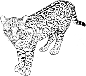 Desenhos para Colorir de Leopardos