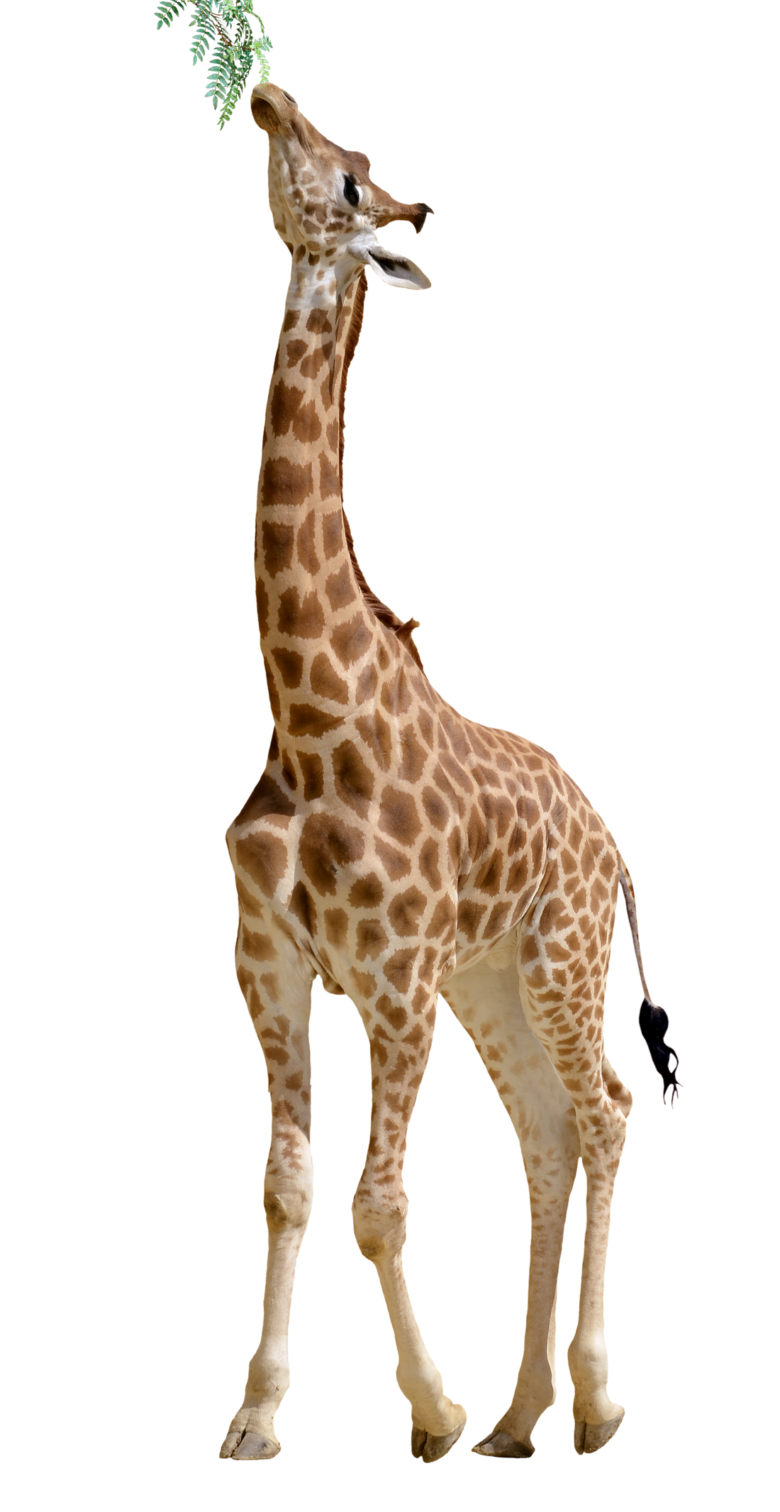 Figura de Girafa PNG para baixar grátis em alta resolução
