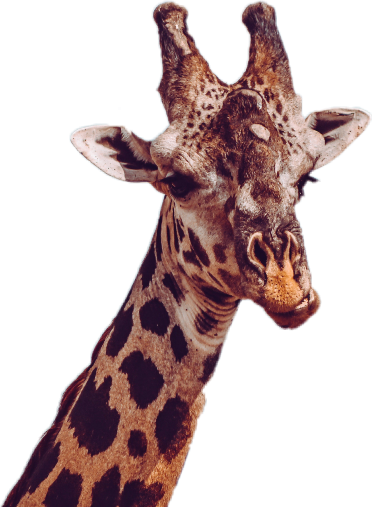 Foto Cabeça da Girafa PNG com fundo transparente grátis