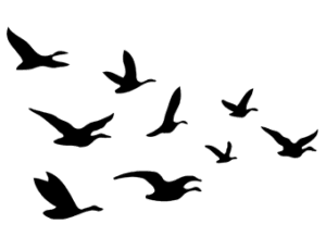 Gansos Pássaros PNG