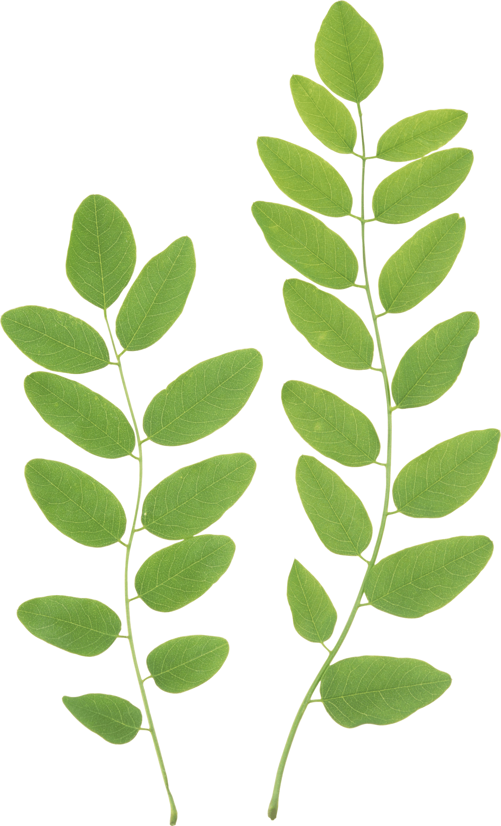 Green Leaf PNG - FOLHA VERDE EM PNG para baixar grátis