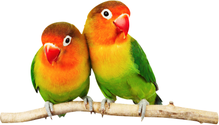 Papagaios Pássaros PNG - Papagaios Pássaros PNG