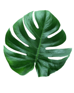 Leaf PNG