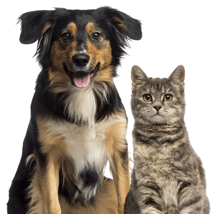 Amigos Cachorro e Gato PNG com fundo transparente grátis