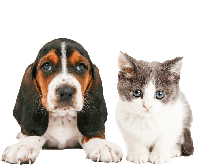 Cachorro e Gato PNG - Arquivos e Imagens em PNG GRÁTIS