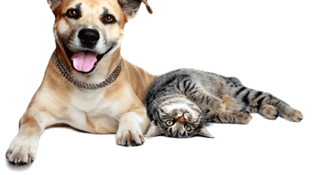 Desenho cachorro e gato png » PNG Image