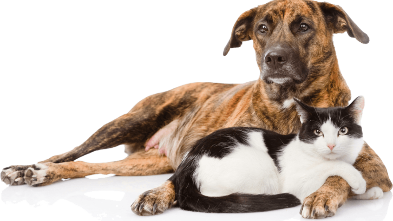 Featured image of post Cachorro E Gato Png Vetor Please remember to share it with your