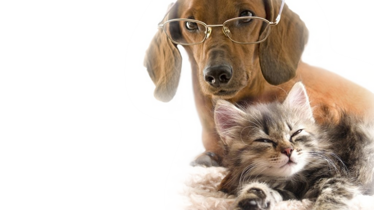 Cão E Gato fundo png & imagem png - Cão–gato relação Cão–gato relação  Gatinho de Estimação - Black Dog e gato clipe fivela Livre png transparente  grátis