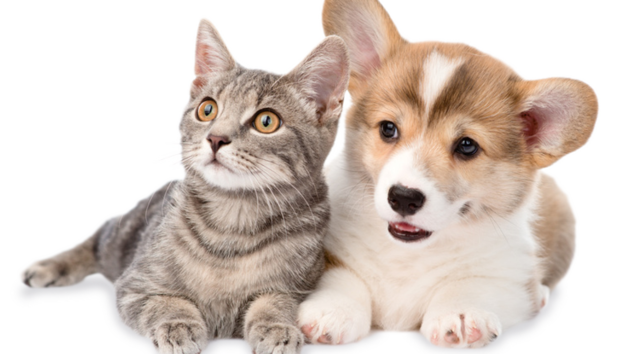Imagem Cachorro e Gato PNG com fundo transparente grátis