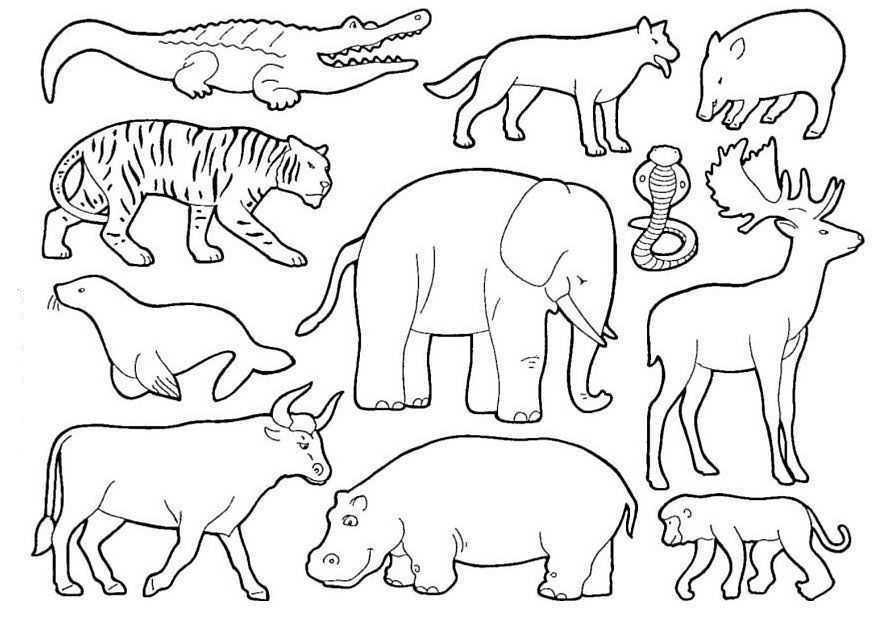 Desenhos para Colorir de Animais – Selvagem