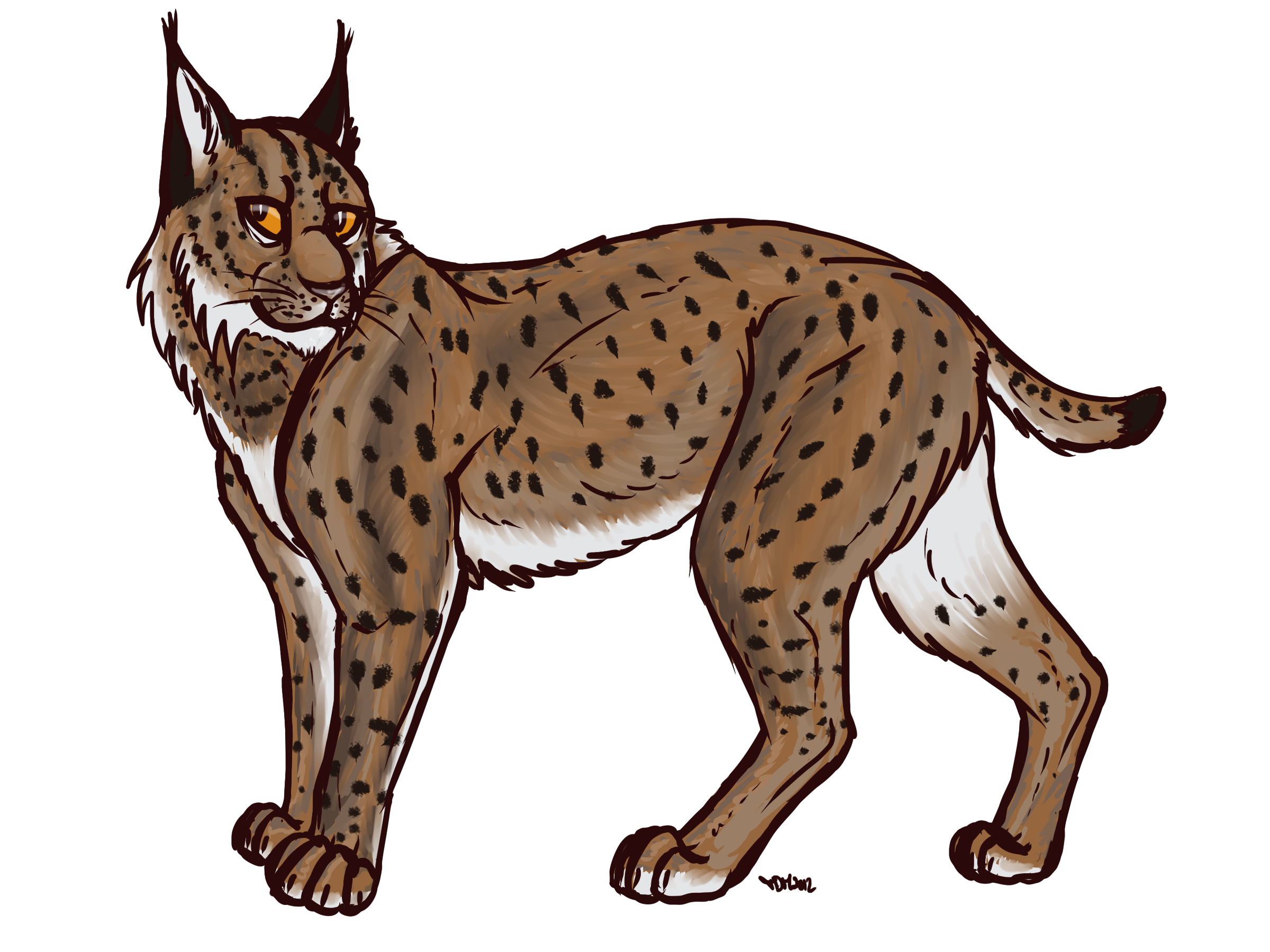 Desenho Lynx Png