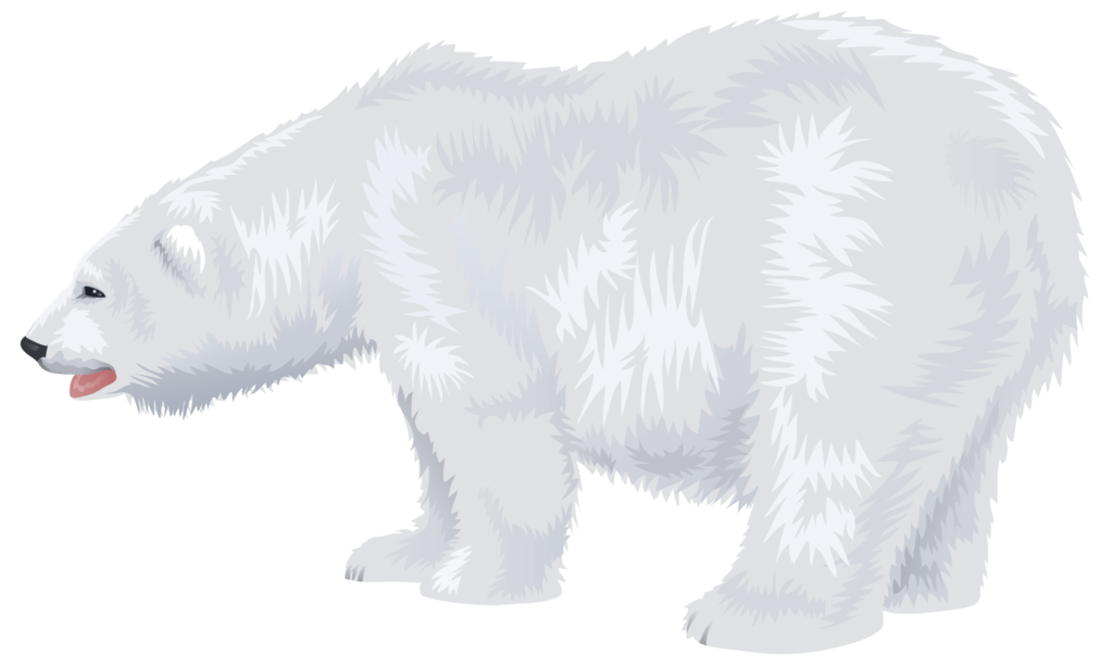 Desenho Urso Polar PNG