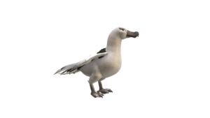 aves PNG