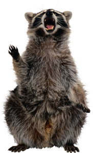Raccoon PNG