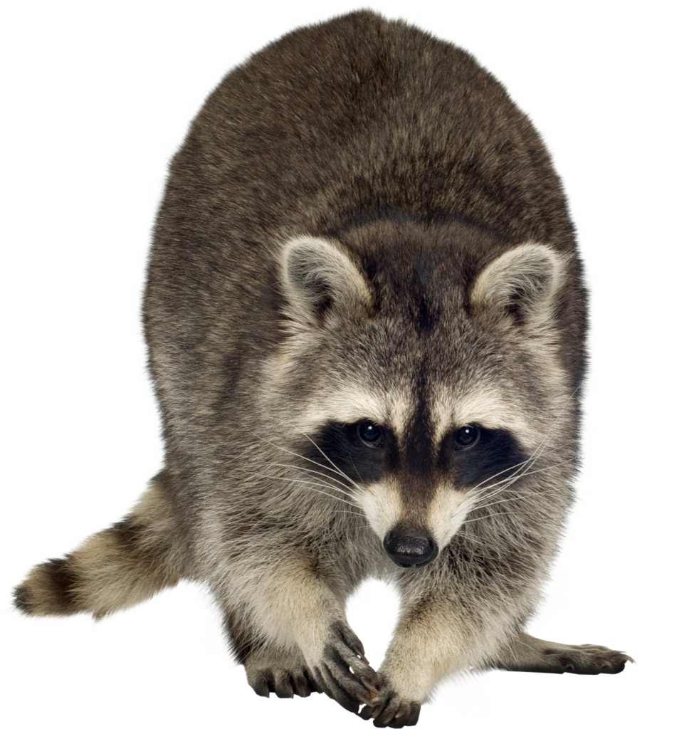 Mamífero Raccoon Png