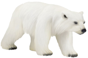 Urso Polar PNG