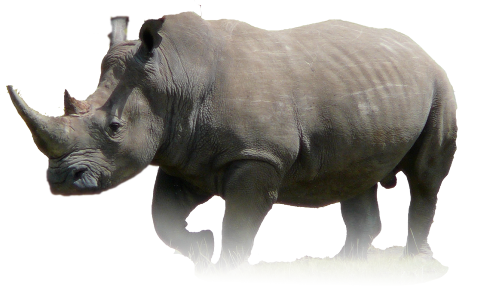 Image Rhinoceros PNG - Rinoceronte PNG - IMAGENS PNG