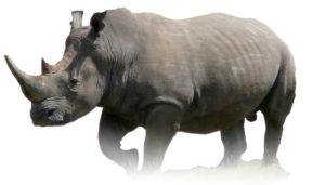 Rinoceronte PNG