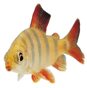 Fish PNG